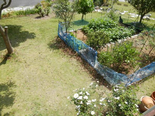 ’14,5,10(土)監視つきお散歩!_f0060461_1149584.jpg
