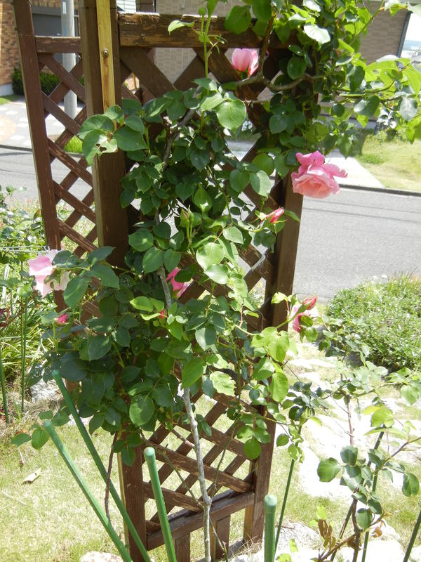 ’14,5,10(土)監視つきお散歩!_f0060461_11511436.jpg