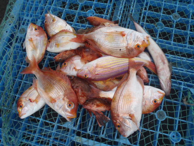 いまりマリーナ春の釣り大会♪_a0077071_11395778.jpg