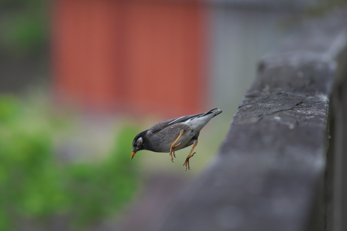 暮れゆく春　カイツブリ（鳰）他_a0083081_17304239.jpg