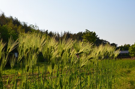 c0229483_0365013.jpg