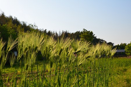 散歩道　キングサリ_c0229483_0365013.jpg