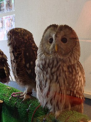 江東区木場：「鳥のいるカフェ」でフクロウと触れ合う！可愛い～Ｏ(≧▽≦)Ｏ！（わたしのお気に入り）_c0014187_2248592.jpg