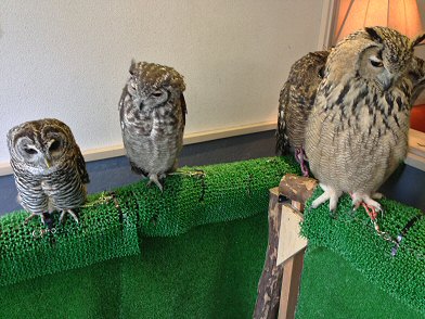 江東区木場：「鳥のいるカフェ」でフクロウと触れ合う！可愛い～Ｏ(≧▽≦)Ｏ！（わたしのお気に入り）_c0014187_22491174.jpg