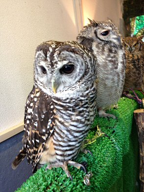 江東区木場：「鳥のいるカフェ」でフクロウと触れ合う！可愛い～Ｏ(≧▽≦)Ｏ！（わたしのお気に入り）_c0014187_22493596.jpg