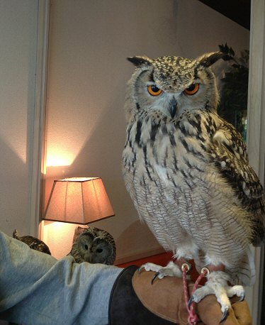 江東区木場：「鳥のいるカフェ」でフクロウと触れ合う！可愛い～Ｏ(≧▽≦)Ｏ！（わたしのお気に入り）_c0014187_22501312.jpg