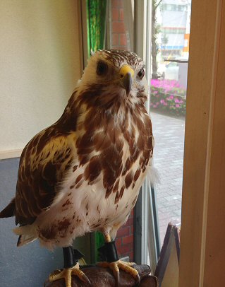 江東区木場：「鳥のいるカフェ」でフクロウと触れ合う！可愛い～Ｏ(≧▽≦)Ｏ！（わたしのお気に入り）_c0014187_22504489.jpg