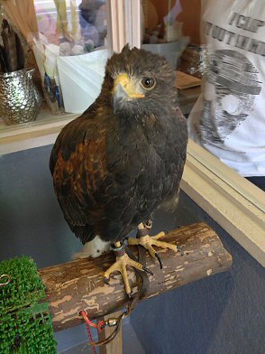 江東区木場：「鳥のいるカフェ」でフクロウと触れ合う！可愛い～Ｏ(≧▽≦)Ｏ！（わたしのお気に入り）_c0014187_22512967.jpg