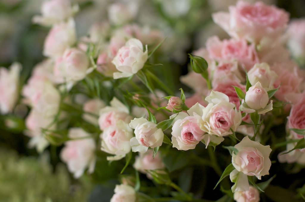 母の日のお花〜花材のご紹介〜_c0220399_2116618.jpg