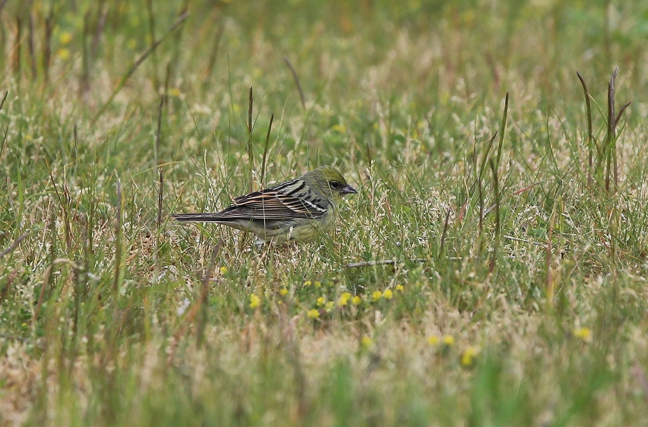 舳倉島の野鳥（12）_f0296999_17242585.jpg