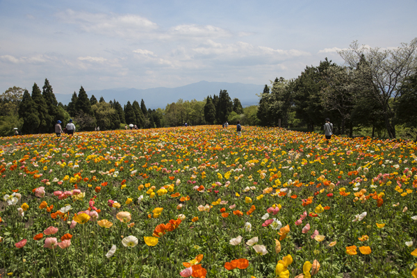 くじゅう花公園2_c0227703_059396.jpg