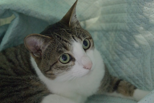 ゆすら、4歳になりましたよ。_a0122205_15472267.jpg