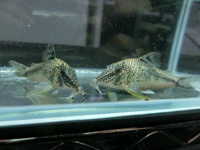 コリドラス入荷情報_b0141806_23522124.jpg