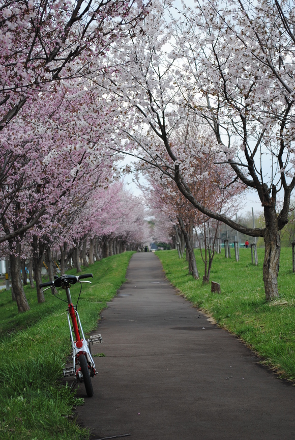 桜が咲きました。（ヒトカラは２２回目）_d0160307_124331.jpg