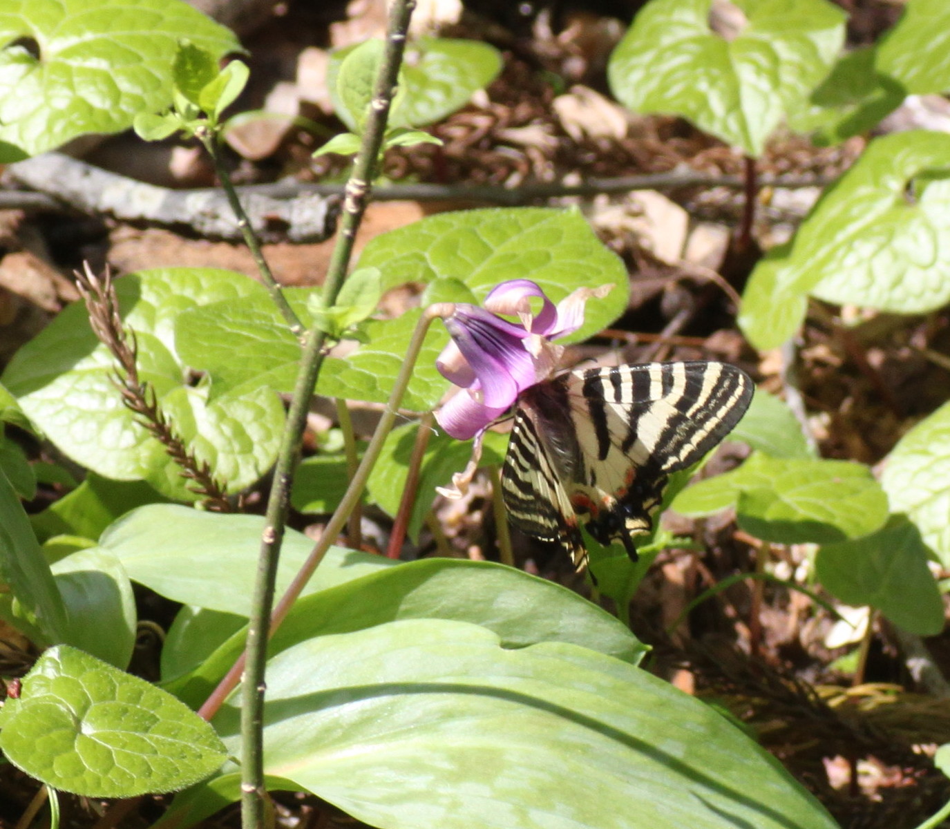 長野   　　　　             ヒメギフチョウ他2014/05/10①_d0251807_18532643.jpg