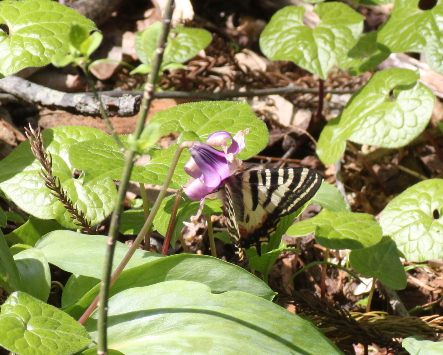 長野   　　　　             ヒメギフチョウ他2014/05/10①_d0251807_18533769.jpg