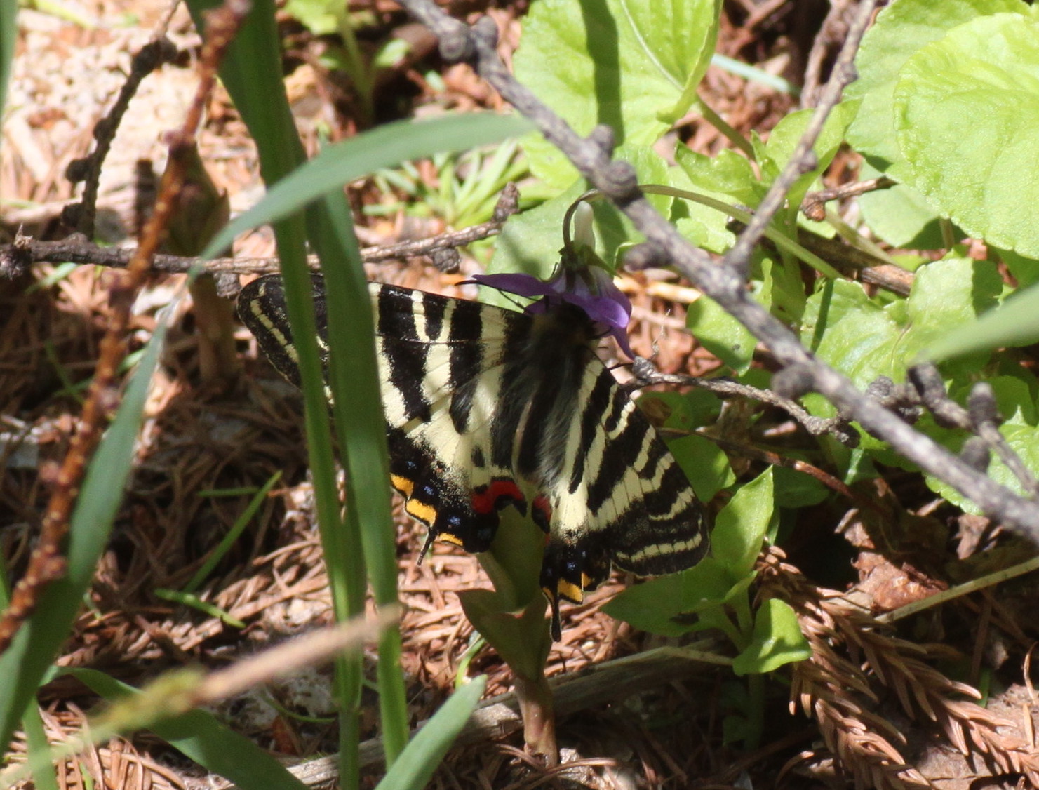 長野   　　　　             ヒメギフチョウ他2014/05/10①_d0251807_18541014.jpg