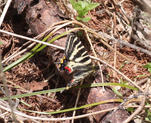 長野   　　　　             ヒメギフチョウ他2014/05/10①_d0251807_1854135.jpg