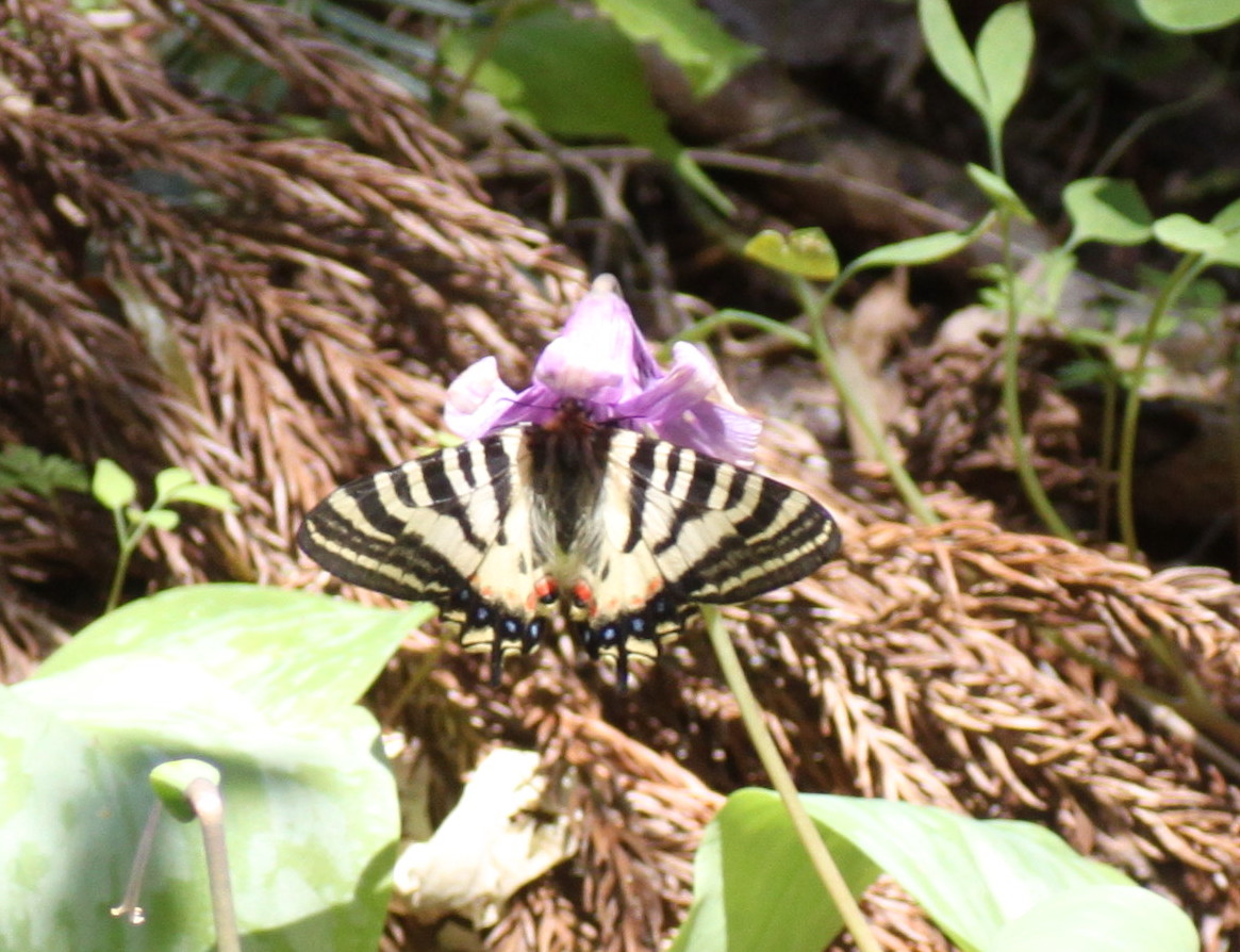 長野   　　　　             ヒメギフチョウ他2014/05/10①_d0251807_19205995.jpg