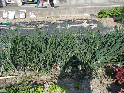 c0165909_17503387.jpg