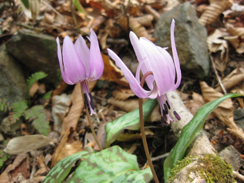 寒風から赤坂山　出逢った花_a0164011_18285134.jpg