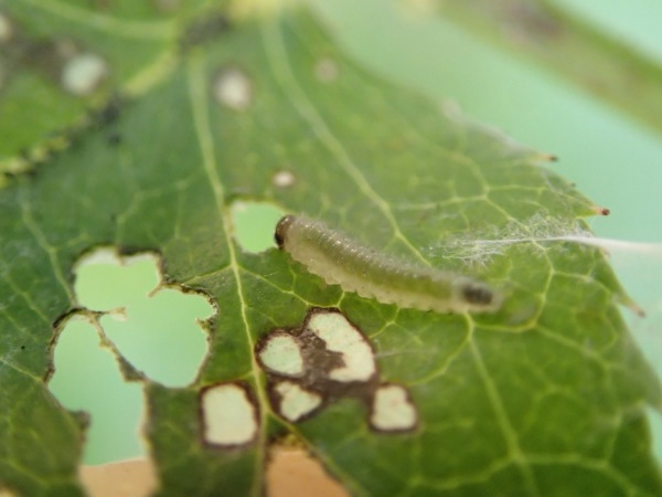 バラの虫害 ハモグリムシ 葉潜虫 世話要らずの庭