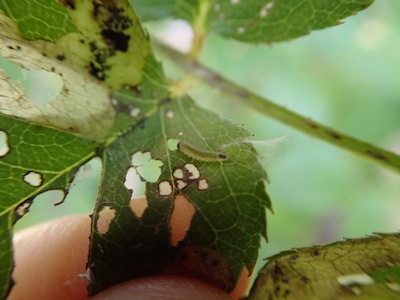 バラの虫害 ハモグリムシ 葉潜虫 世話要らずの庭