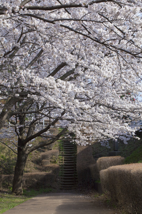 2014桜＠旭区水道染井吉野_f0340513_22302367.jpg