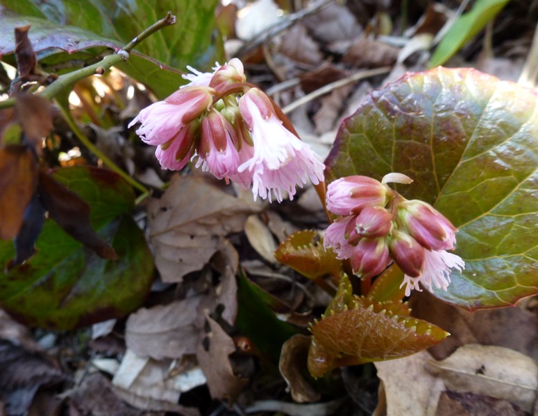イワカガミとショウジョウバカマ 我が家の花たち