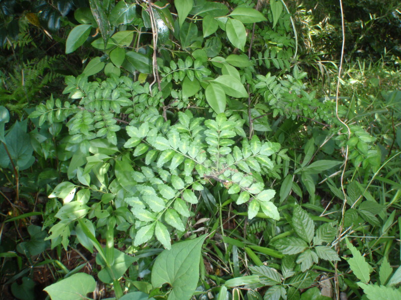 c0034029_1629268.jpg