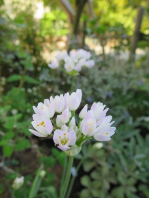 アリウム ロゼウムなど Yoko Gardenの小部屋