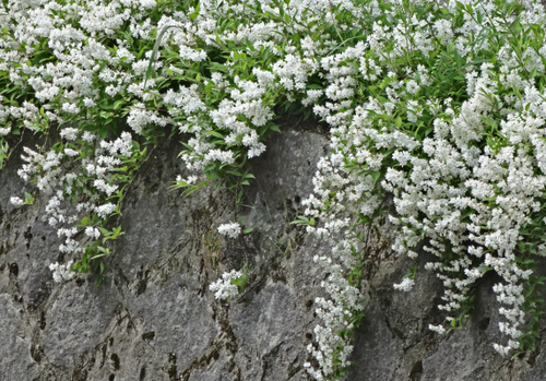 「哲学の道」に咲く白い花_c0184737_2323342.png