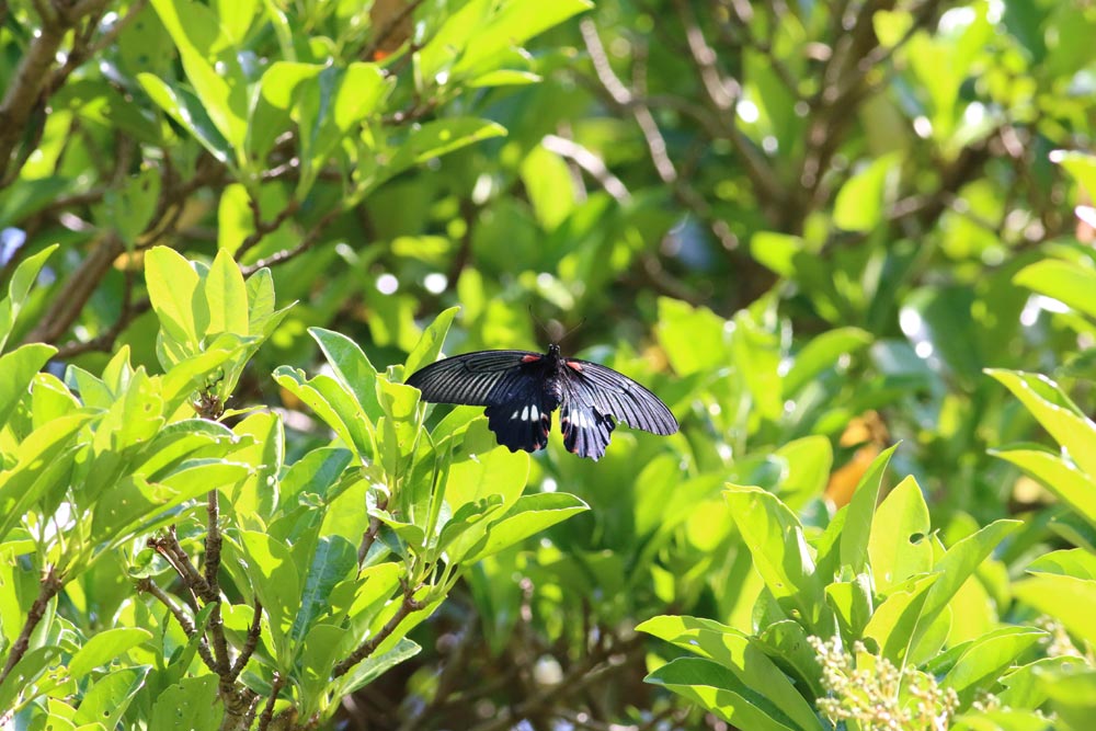 伊勢市公園の蝶　（5/11）_c0306638_20273313.jpg