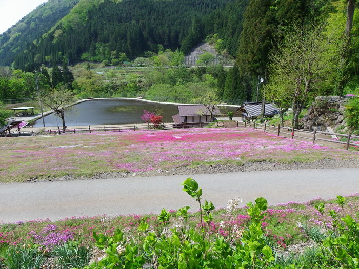 ウスバシロチョウ 5月10日岐阜県にて_d0254540_4123317.jpg
