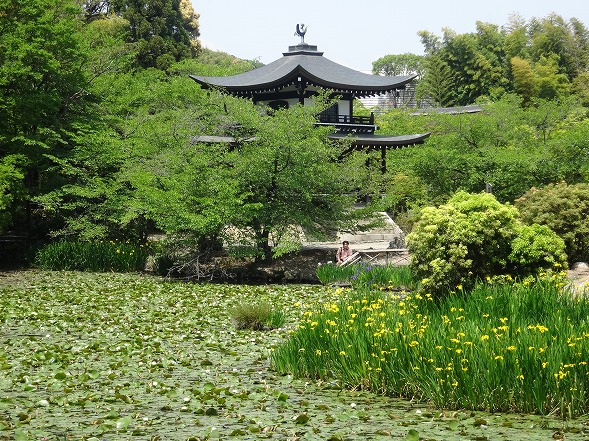 勧修寺の黄菖蒲と杜若_b0299042_1922686.jpg