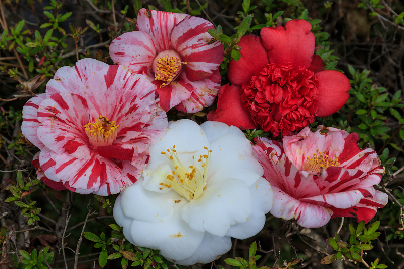 春の花咲き乱れる梅宮大社_f0155048_0143786.jpg