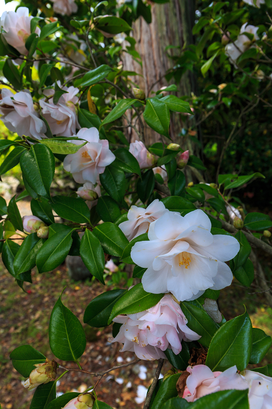 春の花咲き乱れる梅宮大社_f0155048_0165836.jpg