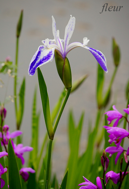 スワロフスキー【いずれアヤメかカキツバタ】 カキツバタ【鷲の尾】/crystal-wayの作品 : フルール花写真教室