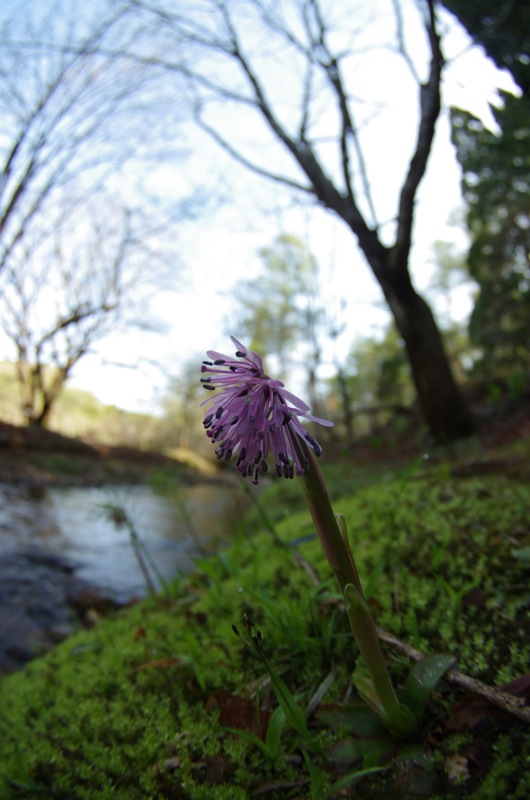 岡山森林公園２０１４春_a0009554_1905196.jpg