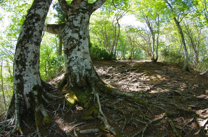 岡山森林公園２０１４春_a0009554_1922271.jpg