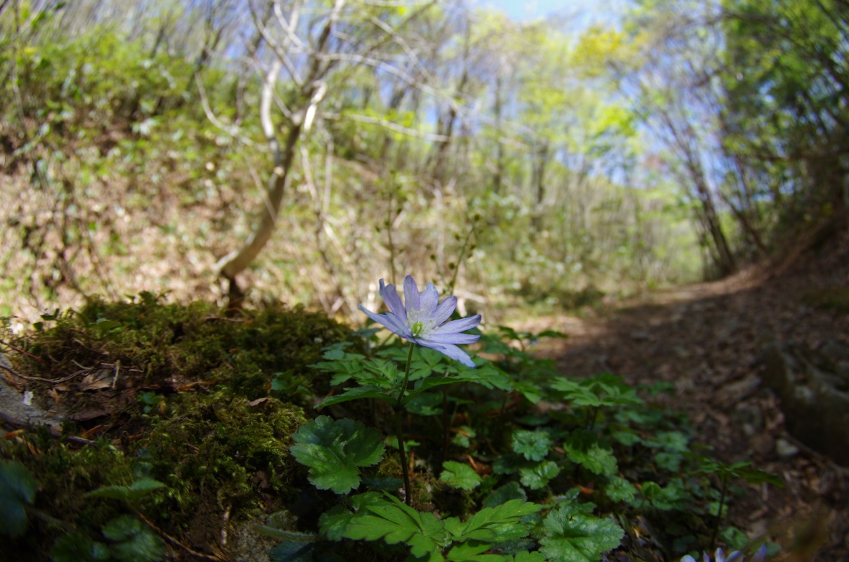 岡山森林公園２０１４春_a0009554_1924242.jpg