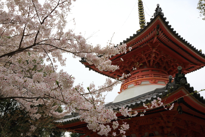 朝護孫子寺 桜 2014 その1_a0176855_22402551.jpg