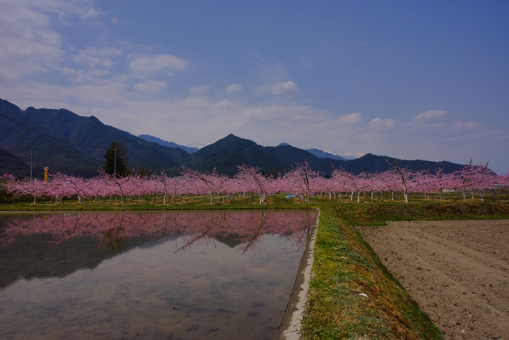 peach blossom（長野県北安曇郡松川村　桃の花）_e0223456_9444792.jpg