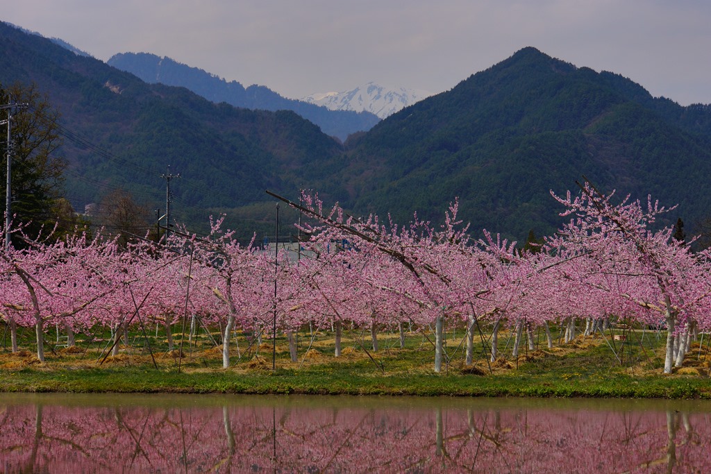 peach blossom（長野県北安曇郡松川村　桃の花）_e0223456_9465014.jpg