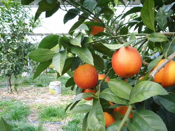 「野いちご」と「ブラッドオレンジ」_f0201157_1044013.jpg