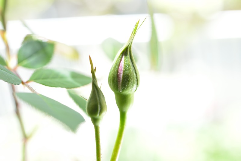 くれなゐの二尺伸びたる薔薇の芽の針 むーちゃんパパのブログ2