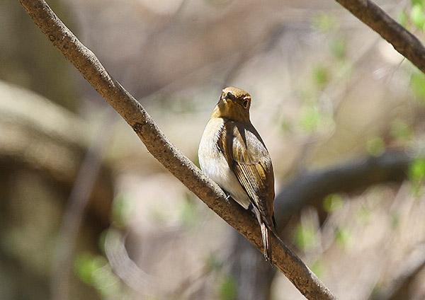 高原の夏鳥　Ⅱ_d0313867_65299.jpg