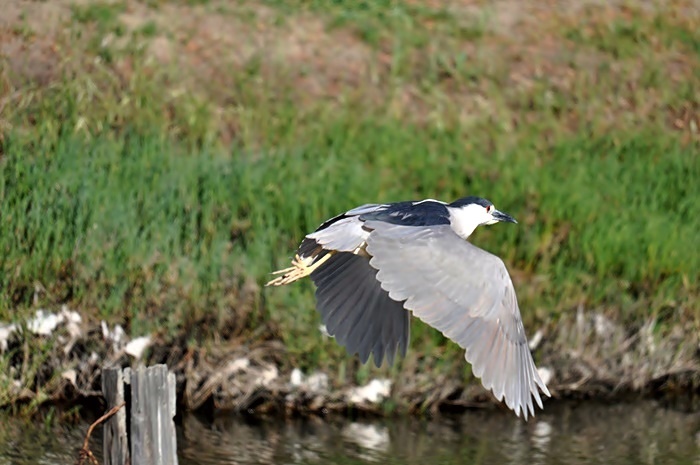 Black-crowned Night Heron - At Corte Madera Creek_a0126969_4432812.jpg