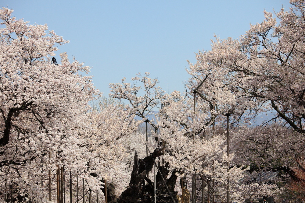 2014 -桜- Part.2_b0270471_20112888.jpg