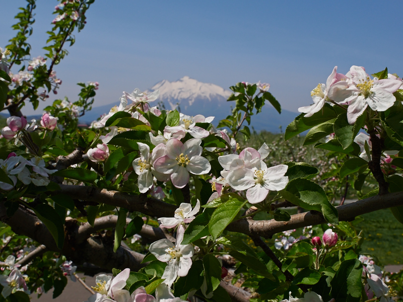 岩木山とりんごの花_e0220071_2292158.jpg